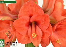 hippeastrum Naranja ® (2)